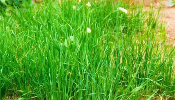 图：学校食堂为什么禁止给学生吃韭菜？