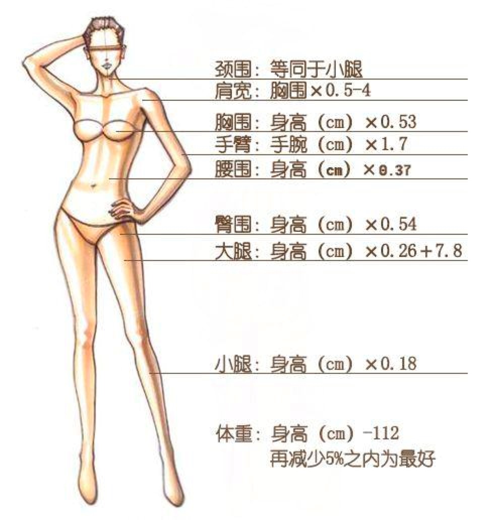 三围换算器—标准身材计算工具快速上手使用技术详细介绍